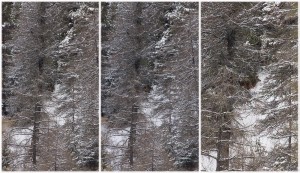 Hirschkuh im Winterwald