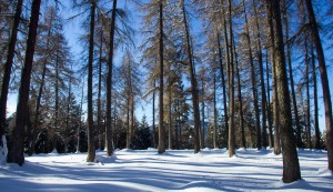 Lärchenwiese im Winter