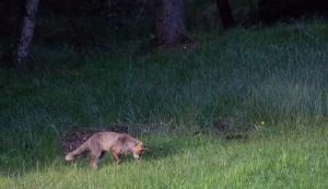 Fuchs beim Mausen